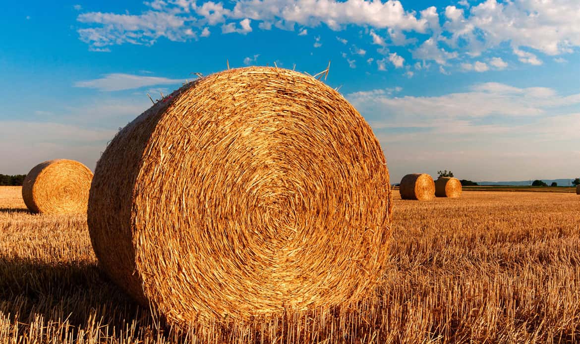 agriculture2-1170x694